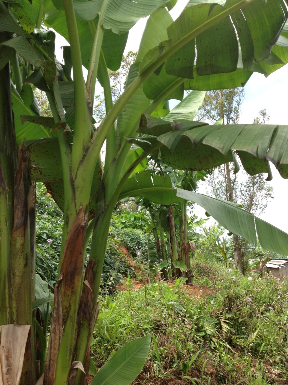 arbre abaca